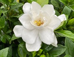 Pillow Talk Gardenia, Gardenia Jasminoides
Proven Winners
Sycamore, IL