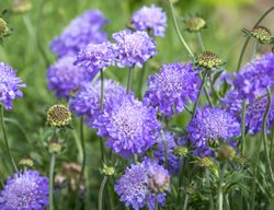 Pin Cushion Flower, Scabiosa
Shutterstock.com
New York, NY
