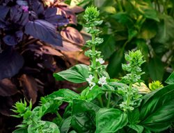 Pinch, Trim, And Deadhead
Garden Design
Calimesa, CA