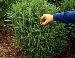 Pinching, Asters
Alamy Stock Photo
Brooklyn, NY