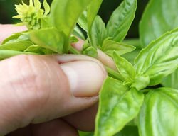 Pinching Basil Flowers
Shutterstock.com
New York, NY