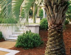 Pindo Palm 
Garden Design
Calimesa, CA