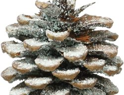 Pine Cone
Garden Design
Calimesa, CA