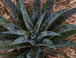 'pineapple Express' Mangave
Proven Winners
Sycamore, IL