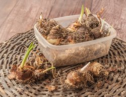 Pineapple Lily Bulbs
Shutterstock.com
New York, NY