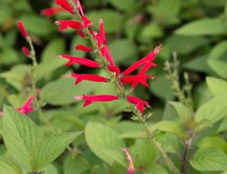 Pineapple Sgae, Salvia Elegans
Shutterstock.com
New York, NY