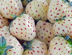 Pineberry Strawberry, White Berry
Shutterstock.com
New York, NY