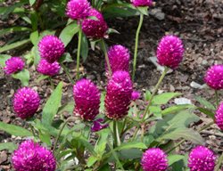 Ping Pong Purple Gomphrena, Gomphrena Globosa 'ping Pong Purple'
Millette Photomedia
