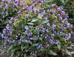 Pink-A-Blue Lungwort, Pulmonaria Plant, Pulmonaria Hybrid
Proven Winners
Sycamore, IL