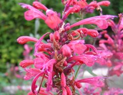 Pink Agastache, Agastache Kudos Coral
Plant Paradise Country Gardens
Caledon, ON