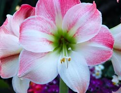 Pink Amaryllis, Apple Blossom
Shutterstock.com
New York, NY