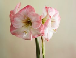 Pink Amaryllis, White Amaryllis
Garden Design
Calimesa, CA