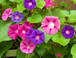 Pink And Purple Flowers
Garden Design
Calimesa, CA