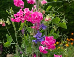 Pink And Purple Sweet Pea Flowers, Sweet Peas, Lathyrus Odoratus
Shutterstock.com
New York, NY