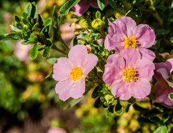 Pink Beauty Potentilla, Potentilla Fruticosa, Pink Flower
Shutterstock.com
New York, NY