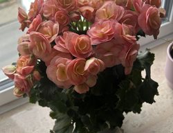 Pink Begonia Plant
Shutterstock.com
New York, NY