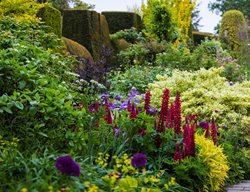 Pink-Blooming Persicaria Microcephala ‘red Dragon’,
Garden Crossings
Zeeland, MI