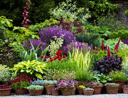 Pink Blooming Persicaria Microcephata 'red Dragon'
Garden Design
Calimesa, CA