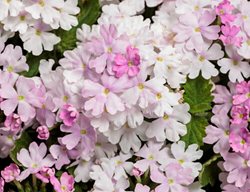 Pink Cashmere Verbena, Superbena Pink Cashmere
Proven Winners
Sycamore, IL