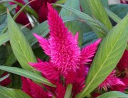 Pink Celosia, Celosia Flower
Proven Winners
Sycamore, IL