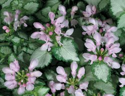 Pink Chablis Deadnettle, Pink Flower, Shade Plant
Proven Winners
Sycamore, IL