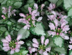 Pink Chablis Spotted Deadnettle, Lamium Maculatum, Dead Nettle Plant
Proven Winners
Sycamore, IL
