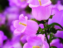 Pink Champion Bellflower, Canterbury Bells, Cup And Saucer Plant
Soquel Nursery Growers
Soquel, CA