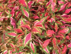 Pink Chaos Coleus, Pink Foliage, Proven Winners
Proven Winners
Sycamore, IL