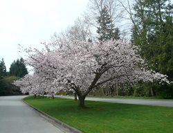 Pink Cherry Tree, Flowering Cherry
Garden Design
Calimesa, CA