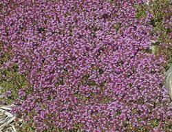 Pink Chintz Creeping Thyme, Thymus Serpyllum
Walters Gardens
