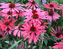 Pink Coneflower, Echinacea Solar Flare
Plant Paradise Country Gardens
Caledon, ON
