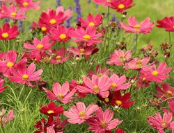 Pink Cosmos, Annual Flowers
Pixabay
