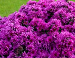 Pink Crush Aster, Aster Novae-Angliae
Proven Winners
Sycamore, IL
