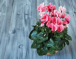 Pink Cyclamen In Pot, Cyclamen Flowers
Shutterstock.com
New York, NY