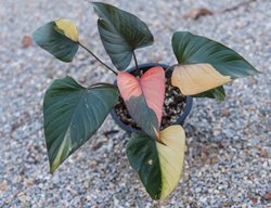 Pink Diamond Homalomena, Homalomena 'pink Diamond'
Shutterstock.com
New York, NY