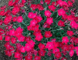 Pink Dianthus, Paint The Town Magenta
Proven Winners
Sycamore, IL