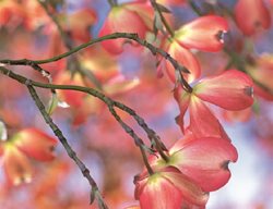 Pink Dogwood, Pink Blooms
Garden Design
Calimesa, CA