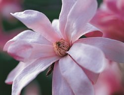 Pink Flower, Magnolia Flower
Garden Design
Calimesa, CA
