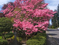 Pink Flowering Dogwood, Cornus Florida
Shutterstock.com
New York, NY