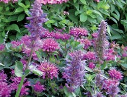 Pink Flowers, Purple Flowers, Phlox, Monarda, Agastache
Plant Paradise Country Gardens
Caledon, ON