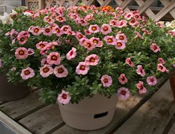 Pink Flowers, Superbells, Calibrachoa
Proven Winners
Sycamore, IL