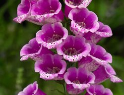 Pink Foxglove, Candy Mountain
Shutterstock.com
New York, NY