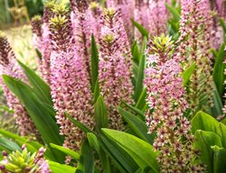 Pink Gin Eucomis, Pineapple Lily
Shutterstock.com
New York, NY
