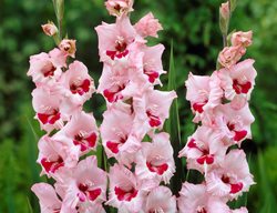 Pink Gladiolus, Wine And Roses
Visions Pictures & Photography
