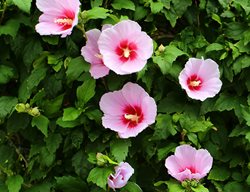 Pink Hardy Hibiscus, Pink Rose Of Sharon
Shutterstock.com
New York, NY