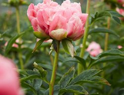Pink Hawaiian Coral, Herbaceous Peony
Garden Design
Calimesa, CA