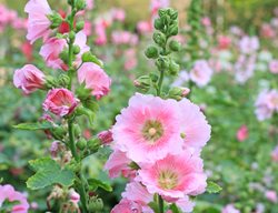 Pink Hollyhock Flower
Shutterstock.com
New York, NY