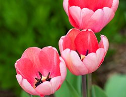 Pink Impression Tulip, Darwin Hybrid
123RF
Chicago, IL