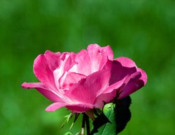Pink Knock Out Rose
Alamy Stock Photo
Brooklyn, NY