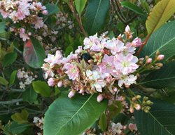 Pink Lady Indian Hawthorn, Rhaphiolepis Indica
Shutterstock.com
New York, NY